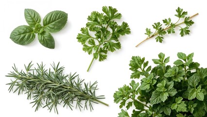 Obraz premium Set of different greens isolated on white, including basil, parsley, dill, rosemary, and mint