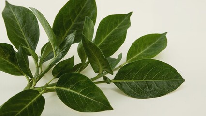 Naklejka premium Trim Thai lime leaves or kaffir lime leaves.