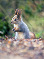 A squirrel in winter fur in the forest