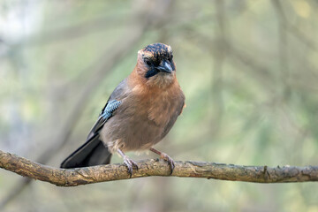 A jay perching on a branch