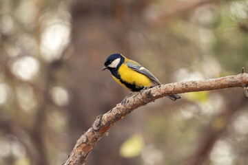Titmouse perched on a tree branch