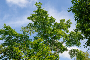 Phellodendron amurense, deciduous tree with corky bark, yellow inner bark, and dark fruits used in herbal medicine