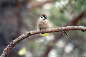 Mountain sparrow perched on a tree branch