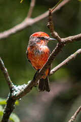 Female cardinal bird on a branch