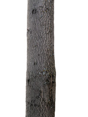 Fototapeta premium Tree trunk isolated on transparent background