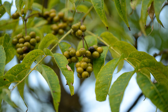 Phellodendron amurense is a deciduous tree with corky bark, yellow inner bark, and dark fruits, valued for its medicinal properties. Photographed in Korea.