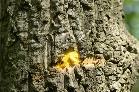 Phellodendron amurense is a deciduous tree with corky bark, yellow inner bark, and dark fruits, valued for its medicinal properties. Photographed in Korea.