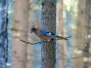 A jay perching on a tree