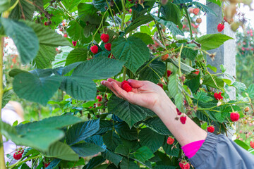 Female hand picking ripe raspberries from bush in garden during summer harvest.