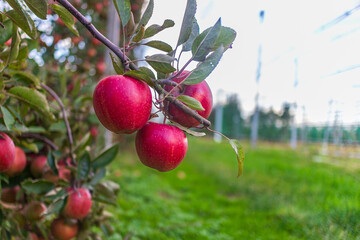 Closeup of ripe red apples hanging on tree branch in orchard. Autumn harvest in natural garden with green grass background.