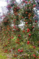 Rows of apple trees full of ripe red apples in an orchard. Autumn harvest season in the countryside