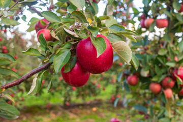 Closeup of ripe red apples hanging on tree branch in orchard. Organic fruit growing in natural environment during harvest season.