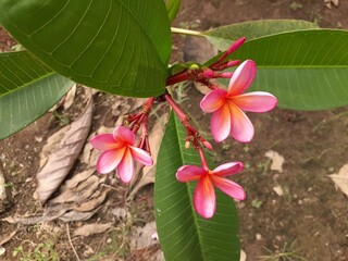 Kamboja Merah (Plumeria rubra) in the garden. Also known as frangipani, red paucipan, red jasmine, red frangipani, common frangipani, temple tree, calachuchi, or plumeria. 