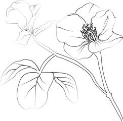 Quince flowering branch.of vector stock illustration hand outlining, Botanical quence flower engraved ink art, Quence flowers wall decor, coloring page isolated on white background