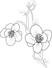 Hand-drawn quince flower coloring page, Ink pencil, the flowers of quince isolated. Line art isolated background. Hand-drawn nature painting. Freehand sketching illustration.