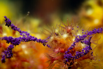 Paramuricea clavata Gorgonian Coral in Bloom – Extended Polyps Displaying Feeding Structures in Mediterranean Macro Scene