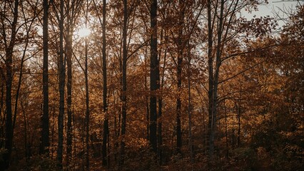 Fototapeta premium Autumn forest landscape with golden leaves, trees, and sunlight in nature, featuring the colors orange, gold, and light.