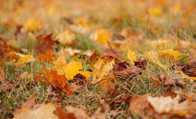 Orange autumn leaves, seasonal atmospheric October background