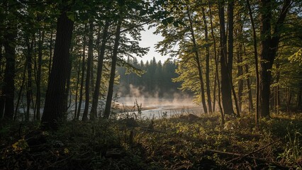 Obraz premium Moody forest afternoon in Northern Maine