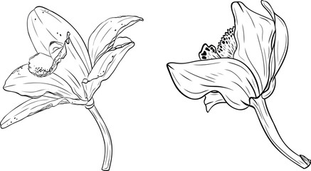 Set, clip art of vanilla flower, orchid phalaenopsis with large petals. Graphic line art hand drawn ink black and white vector © Ekaterina