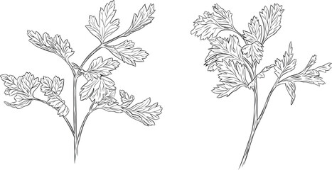 Fototapeta premium Set, clipart of monochrome botanical fragrant herb drawing of parsley plant. Graphic hand drawn ink black and white vector