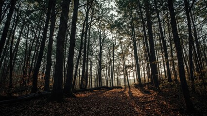 Obraz premium Dense forest landscape with tall trees and a pathway, capturing the natural beauty and tranquility of the woods.