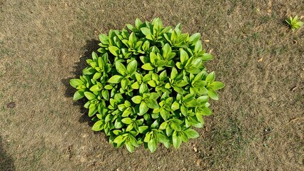 Lush green bush with bright green leaves at the center, contrasting with dry ground around it.