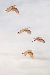 Group of herons flying over the sky, with clouds in the background at sunset