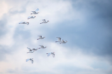 Group of herons flying over the sky, with clouds in the background at sunset