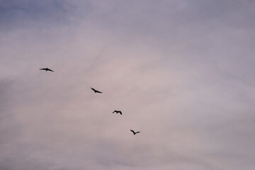Group of herons flying over the sky, with clouds in the background at sunset