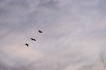 Group of herons flying over the sky, with clouds in the background at sunset