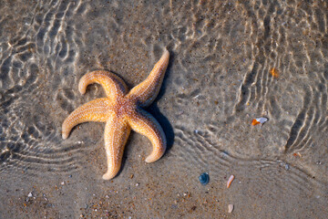 Common starfish, sea or sugar star (Asterias rubens) in shallow water on the sandy beach of the North Sea on Norderney (Wadden Sea, Germany) in warm sunlight. The five-armed animals feed on mollusks. 