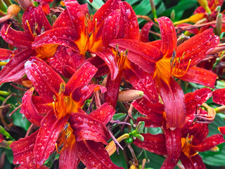 A close-up of red autumn lilies in morning dew. Concept of fading beauty.