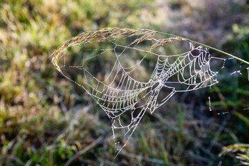 Abstract design formed by the arch of a spike and a spiderweb, in the dawn light, Piana di Castelluccio, Umbria, Sibillini Mountains, Italy
