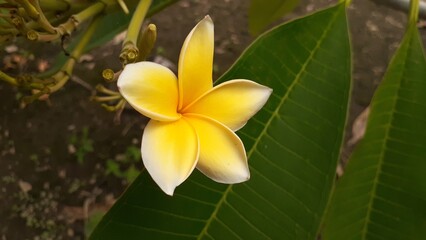 Yellow frangipani flowers bloom in the garden. Also known as Plumeria, Kemboja, kamboja, or semboja.