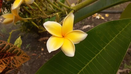 Yellow frangipani flowers bloom in the garden. Also known as Plumeria, Kemboja, kamboja, or semboja.