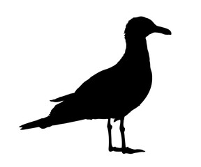 Silhouette einer Möwe, freigestellt, transparent, ohne Hintergrund