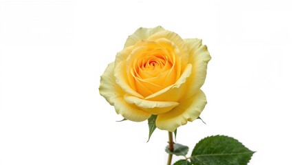 Beautiful blooming yellow rose on white background