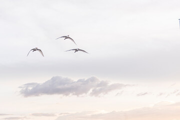 Group of herons flying over the sky, with clouds in the background at sunset