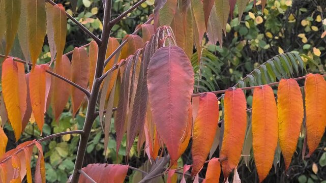 Close-up of sumac branches with vibrant autumn leaves transitioning from green to red. Set in a forest with soft sunlight and a winding path, this image captures seasonal beauty and natural detail.