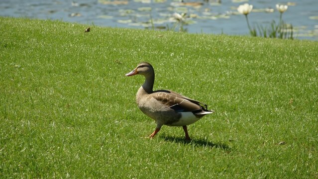 Duck walking on the lawn background, water, summer, nature, spring, grass, white, animal, green, color