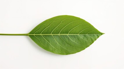 Green leaf. Top view.