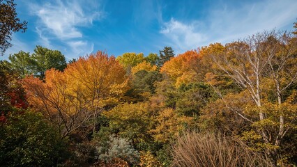 Trip to Japan with views of the sky and colorful autumn trees.