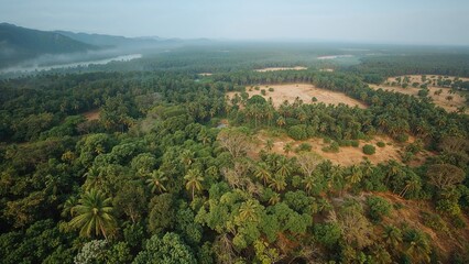 The Deforestation of virgin jungle