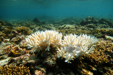 A coral reef suffering from bleaching, with only a few polyps remaining