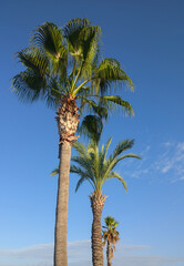 Three tall palm trees in perspective against a blue sky, low angle portrait view. Washingtonia...
