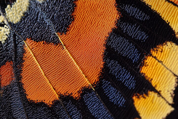 A close-up of a butterfly wing natural fractal patterns