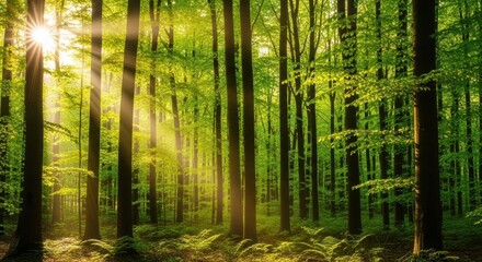 Fototapeta premium Sunlight streaming through the lush green canopy of a dense forest, illuminating the tree trunks and forest floor
