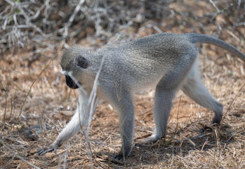 Obraz premium Southern green monkey in the bush of Kruger National Park South Africa