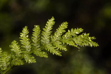 A dewdrop balancing on the edge of a delicate fern